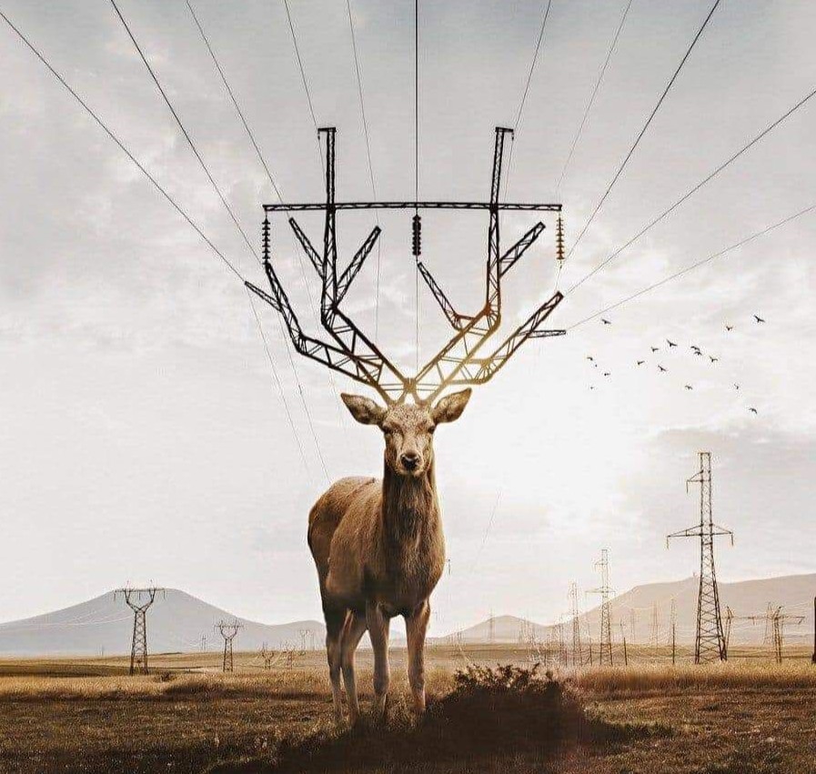 deer_picture